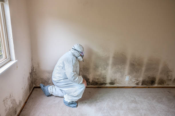 Best Water Damage & Mold Remediation  in Colville, WA